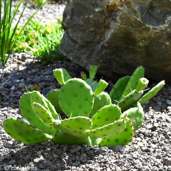 Opuntia humifusa plant