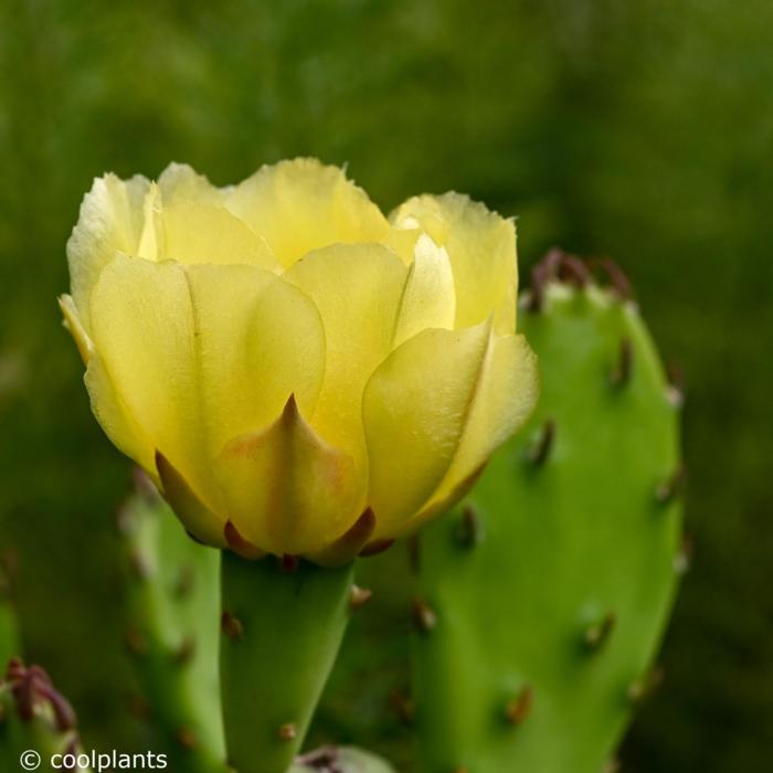 Opuntia humifusa plant