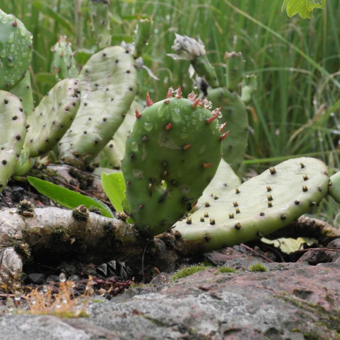 Opuntia humifusa plant