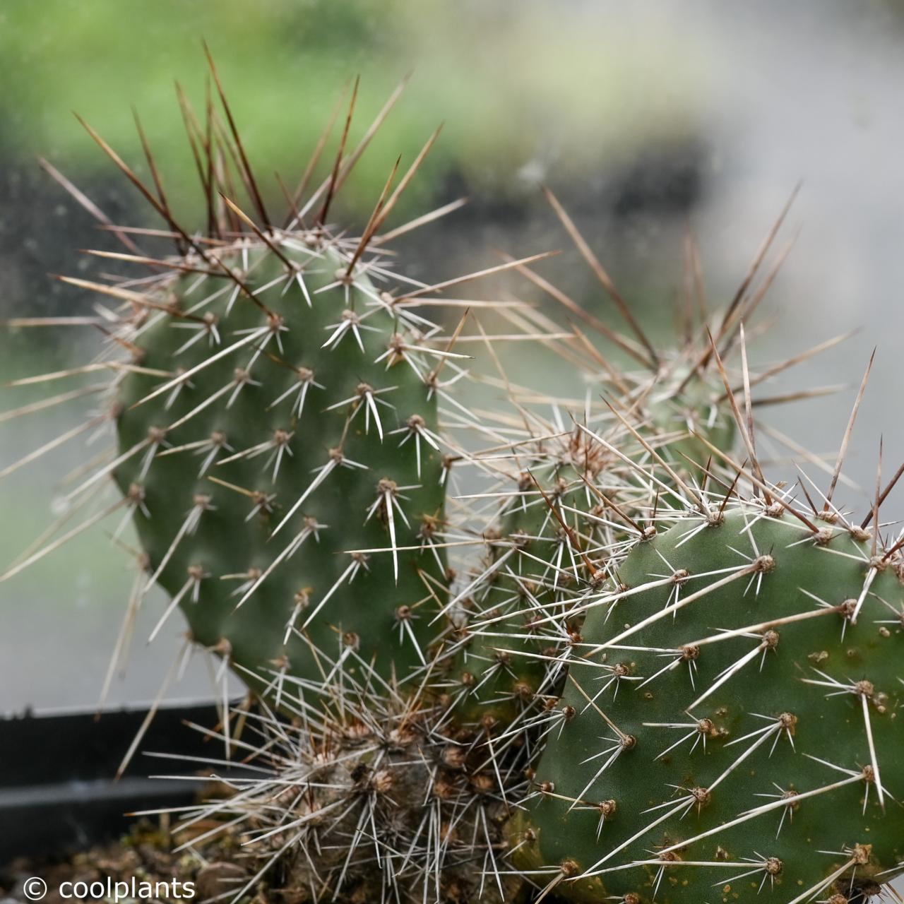 Opuntia polyacantha plant