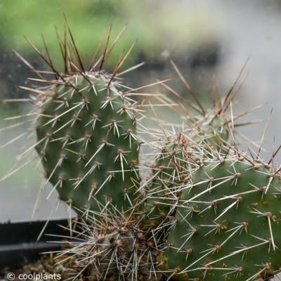 opuntia-polyacantha