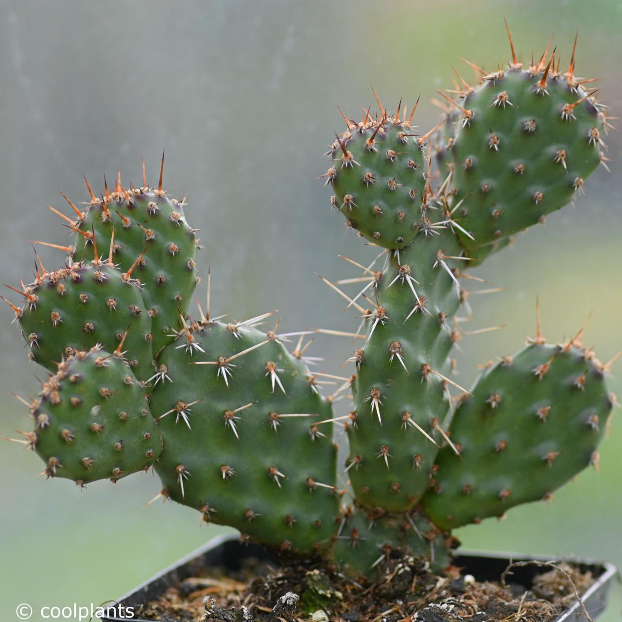 Opuntia rhodantha plant