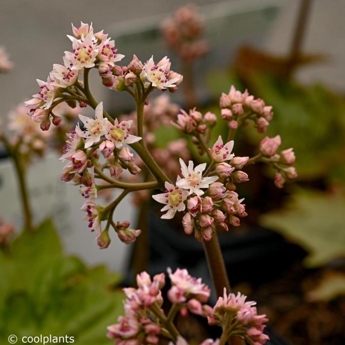 Oredenia 'Fusion of Fire' plant
