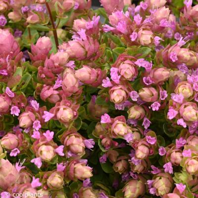 origanum-deco-pink