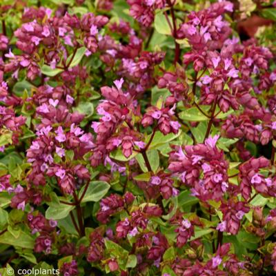 origanum-deco-purple