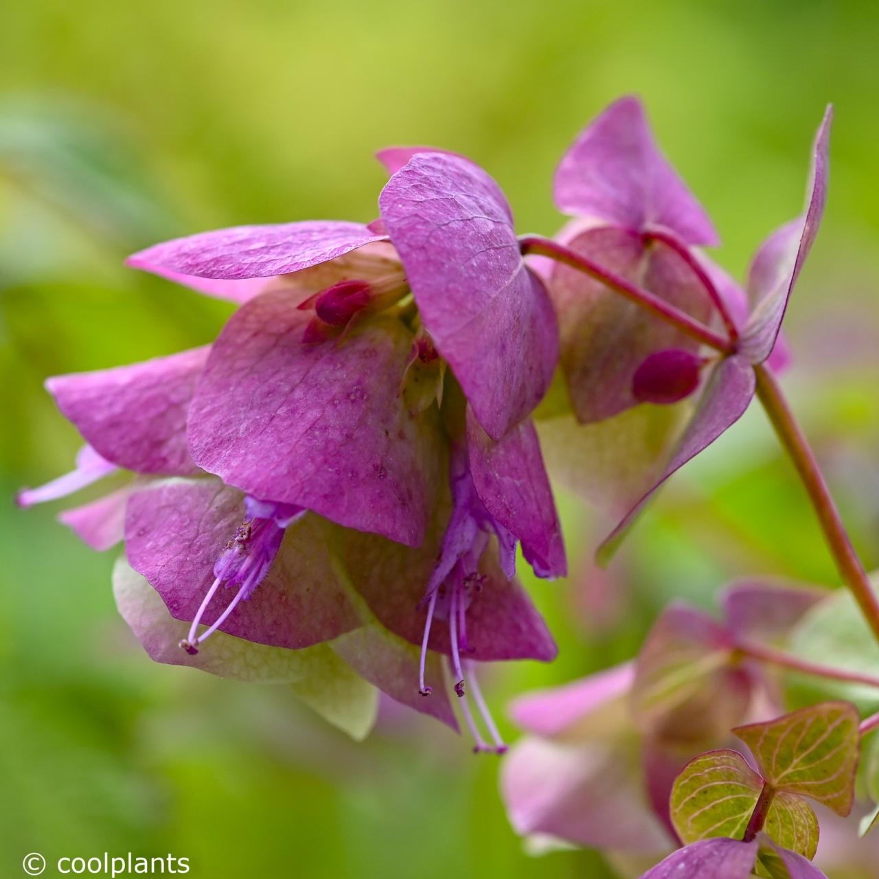 Origanum rot. 'Kent Beauty' plant