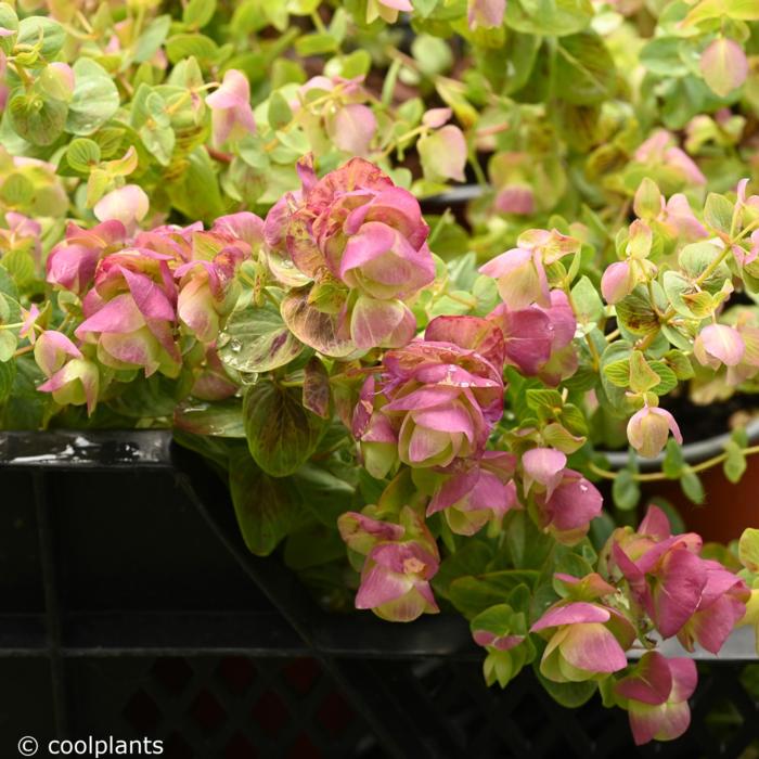 Origanum rot. 'Kent Beauty' plant