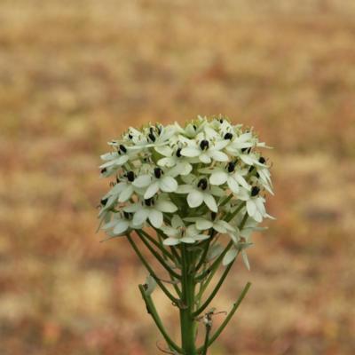 ornithogalum-arabicum