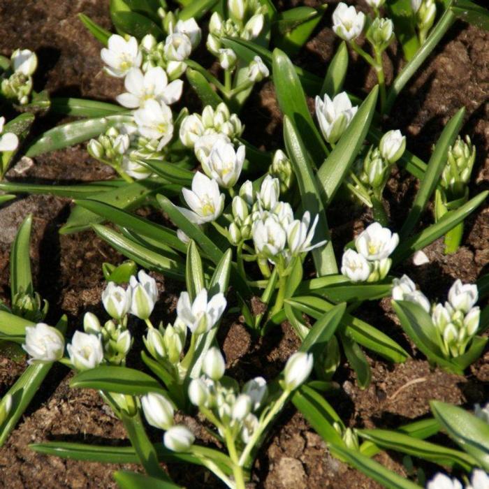 Ornithogalum balansae plant