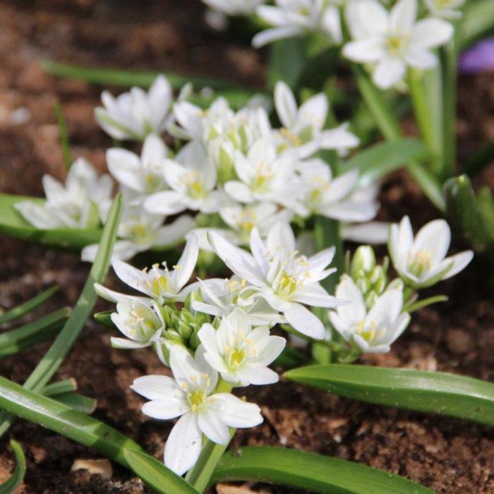 Ornithogalum balansae plant