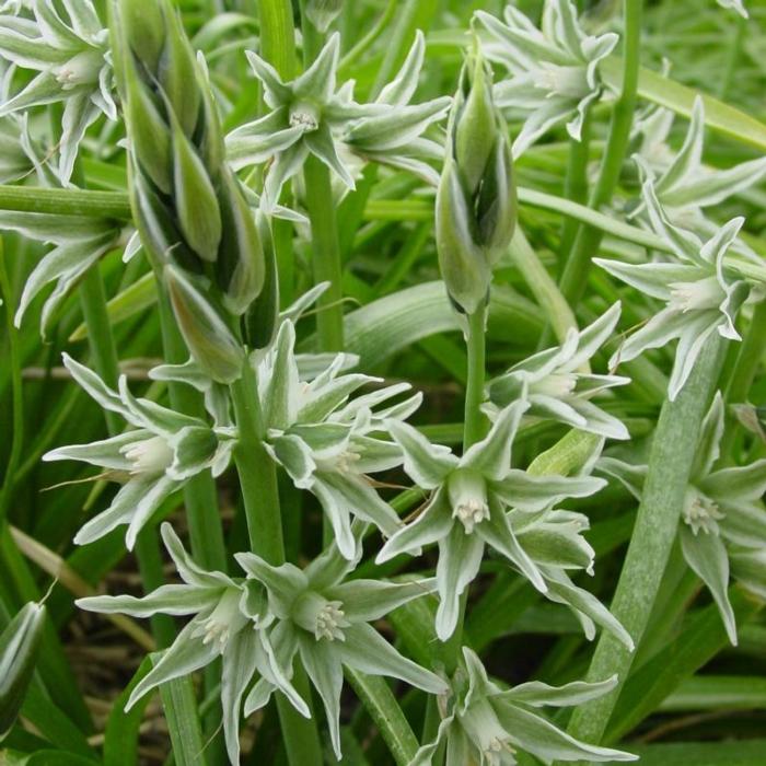 Ornithogalum nutans plant