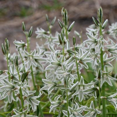 ornithogalum-nutans