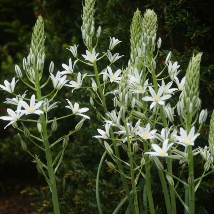 Ornithogalum ponticum 'Sochi' plant