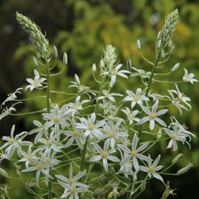 ornithogalum-ponticum-sochi