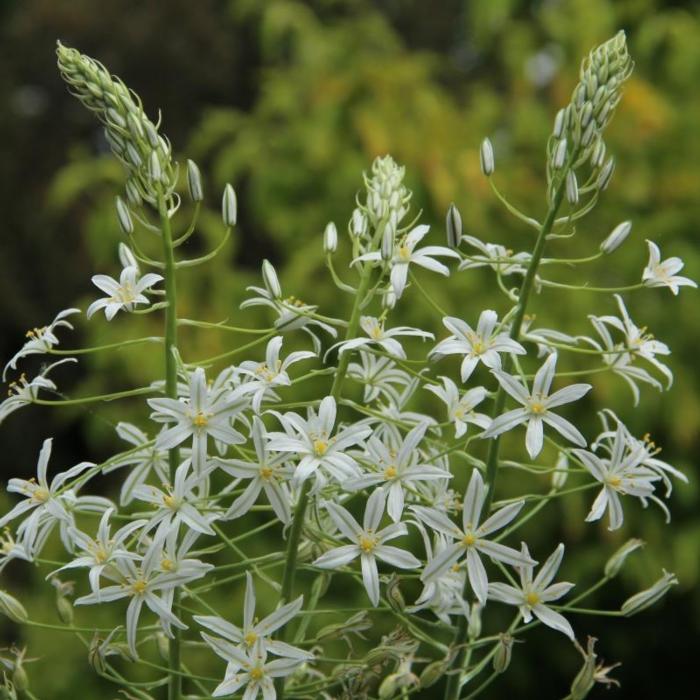 Ornithogalum ponticum 'Sochi' plant