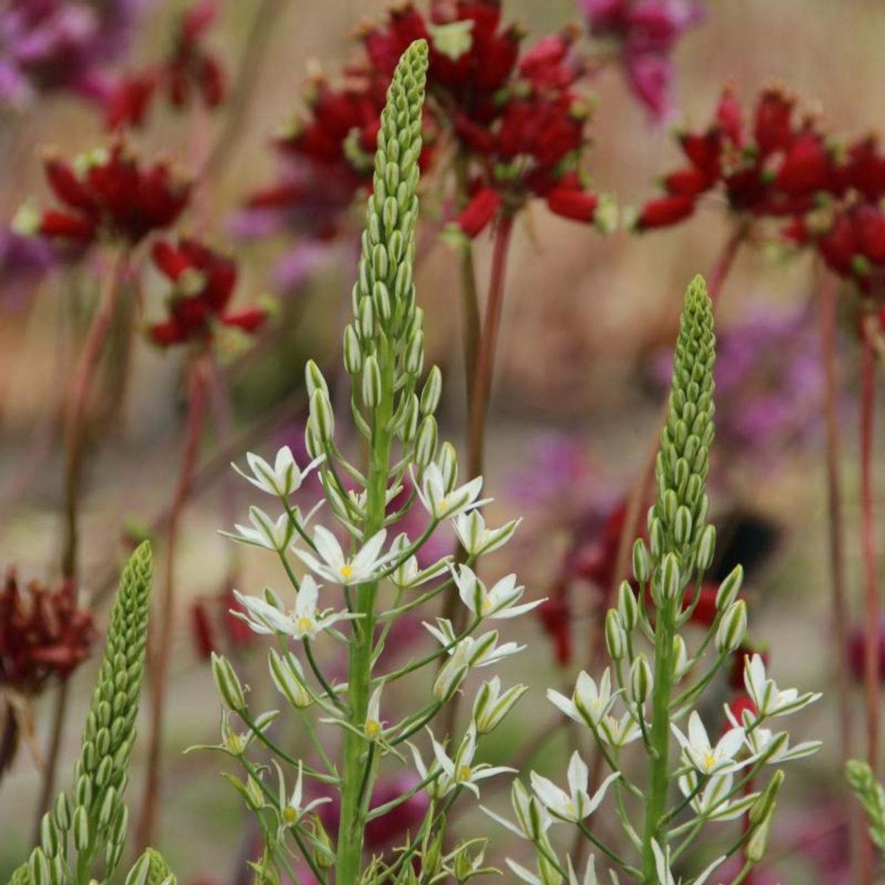 Ornithogalum pyramidale plant