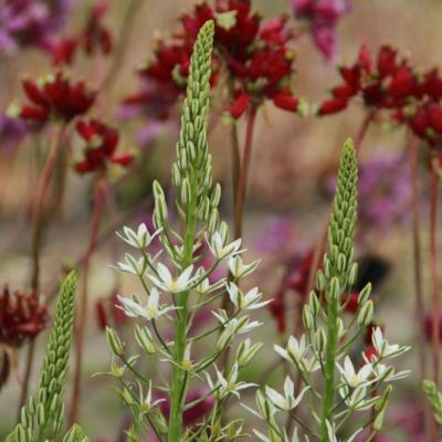 ornithogalum-pyramidale