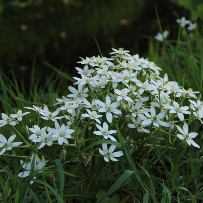 Ornithogalum umbellatum plant