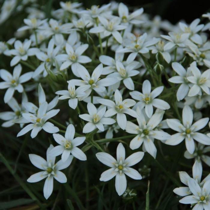 Ornithogalum umbellatum plant