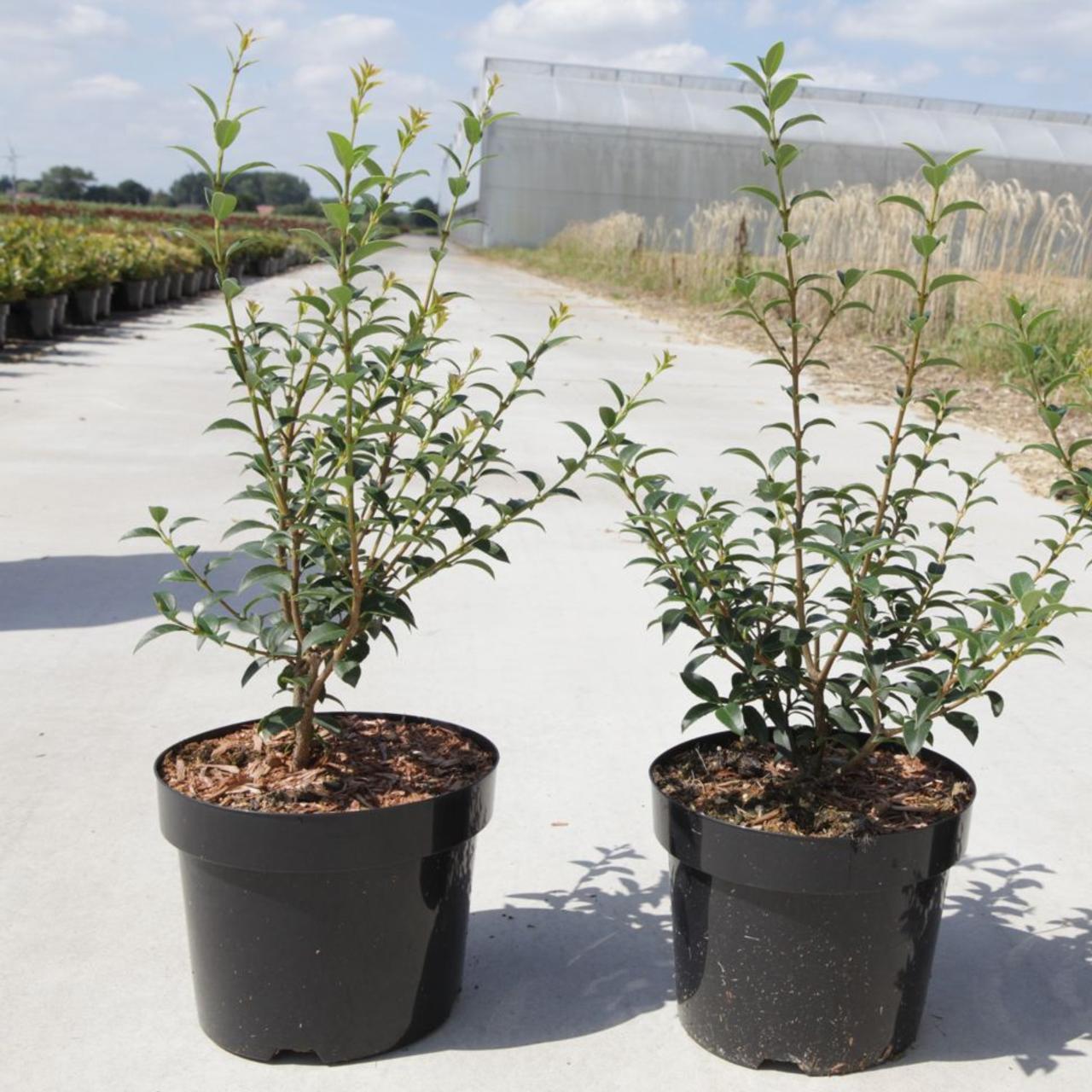 Osmanthus x burkwoodii plant