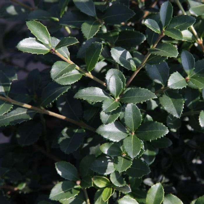 Osmanthus delavayi plant