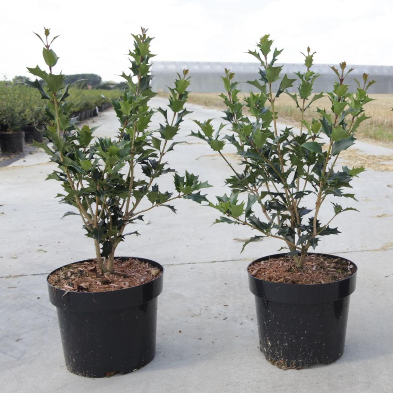 Osmanthus heterophyllus plant