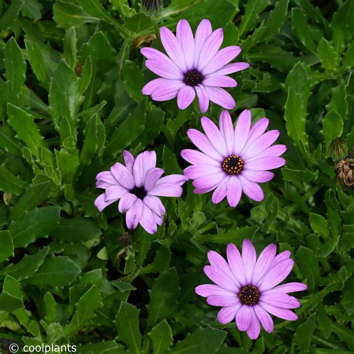 Osteospermum 'Cannington Roy' plant