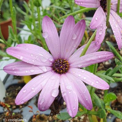 osteospermum-cannington-roy