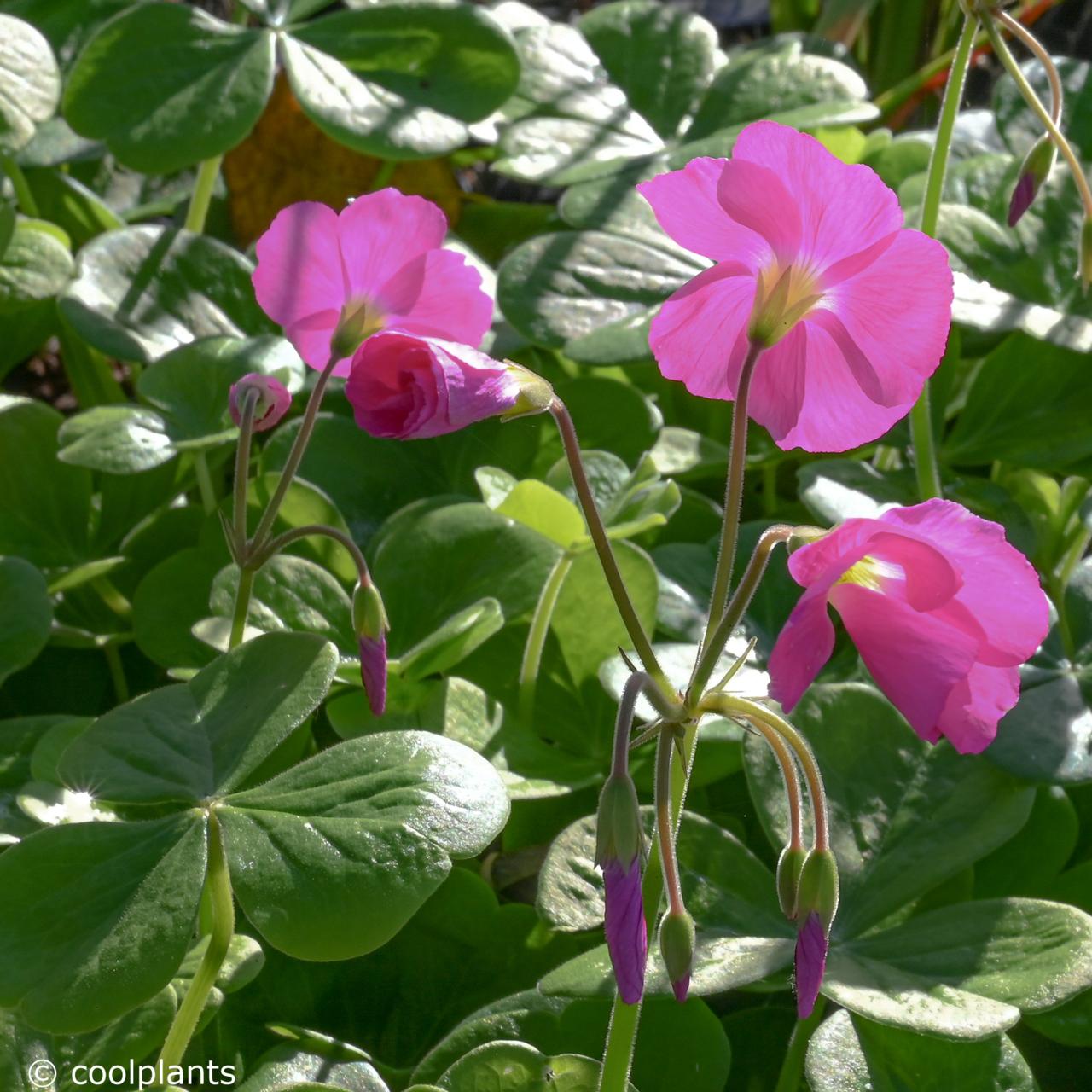 Oxalis bowiei plant