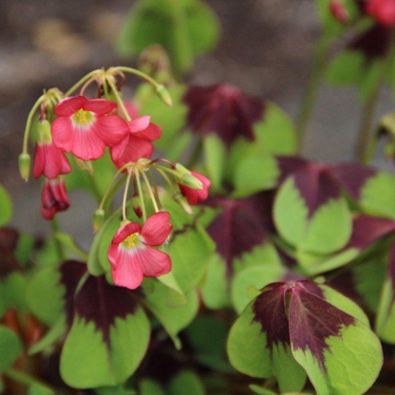 Oxalis deppei 'Iron Cross' plant