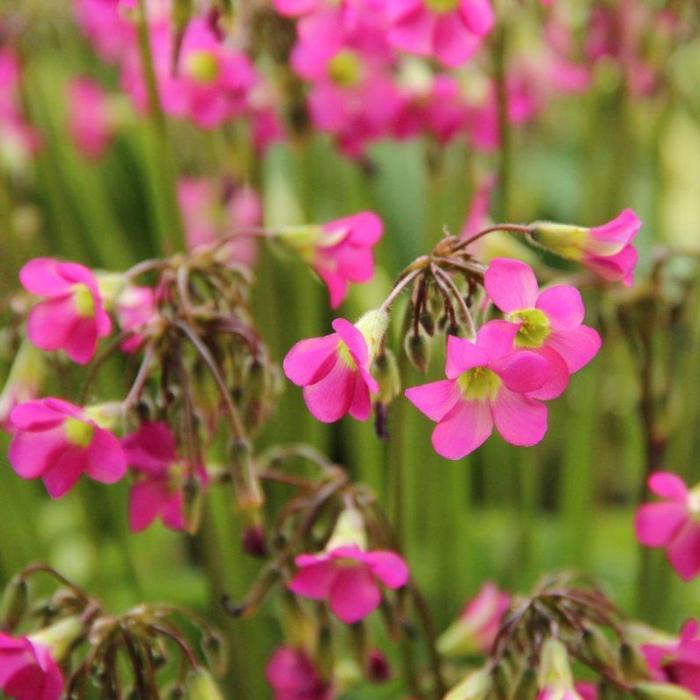 Oxalis lasiandra plant