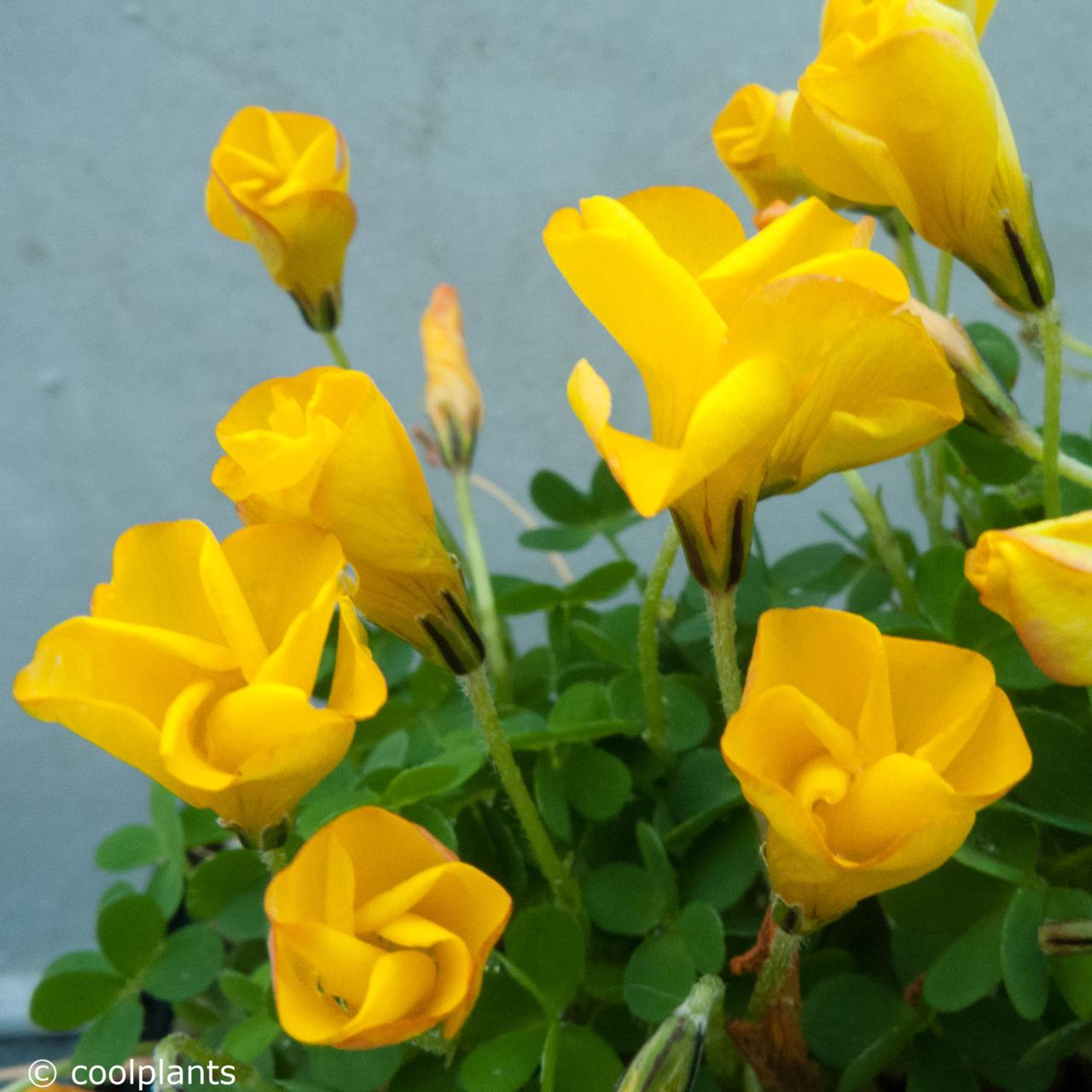 Oxalis obtusa plant