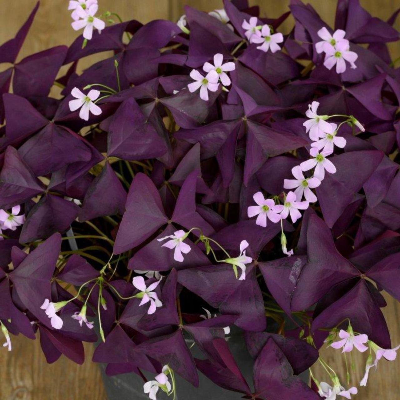 Oxalis triangularis 'Burgundy Wine' plant