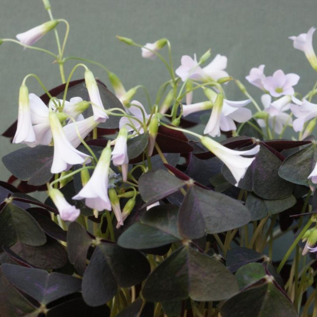 Oxalis triangularis plant