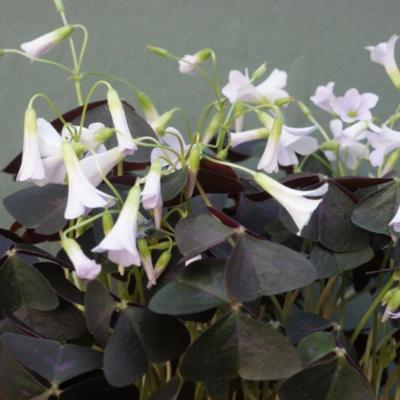 oxalis-triangularis