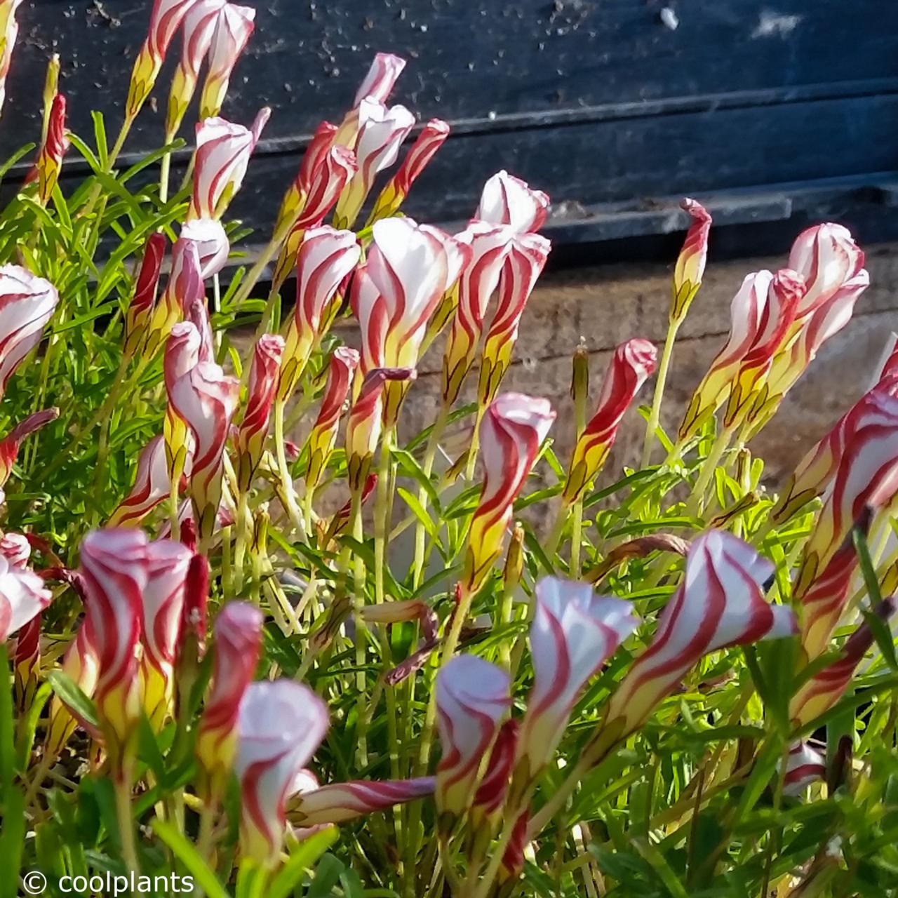 Oxalis versicolor deals