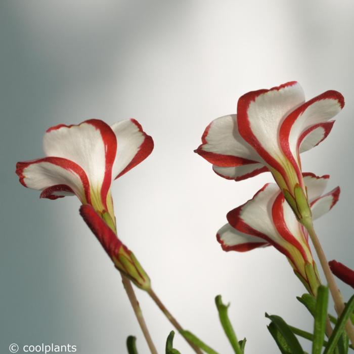 Oxalis versicolor plant