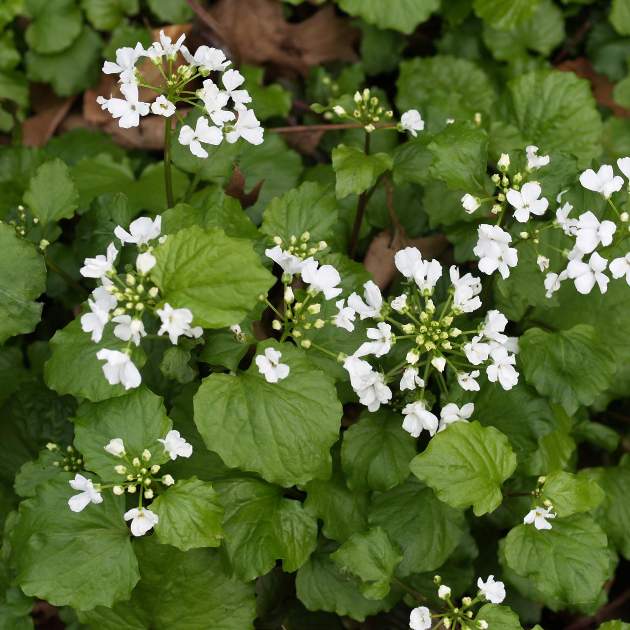 Pachyphragma macrophylla plant