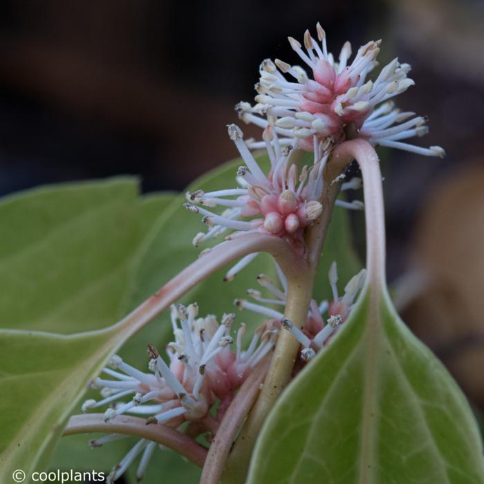 Pachysandra axillaris plant