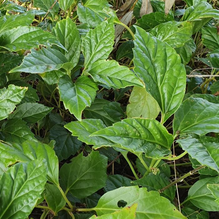 Pachysandra axillaris plant