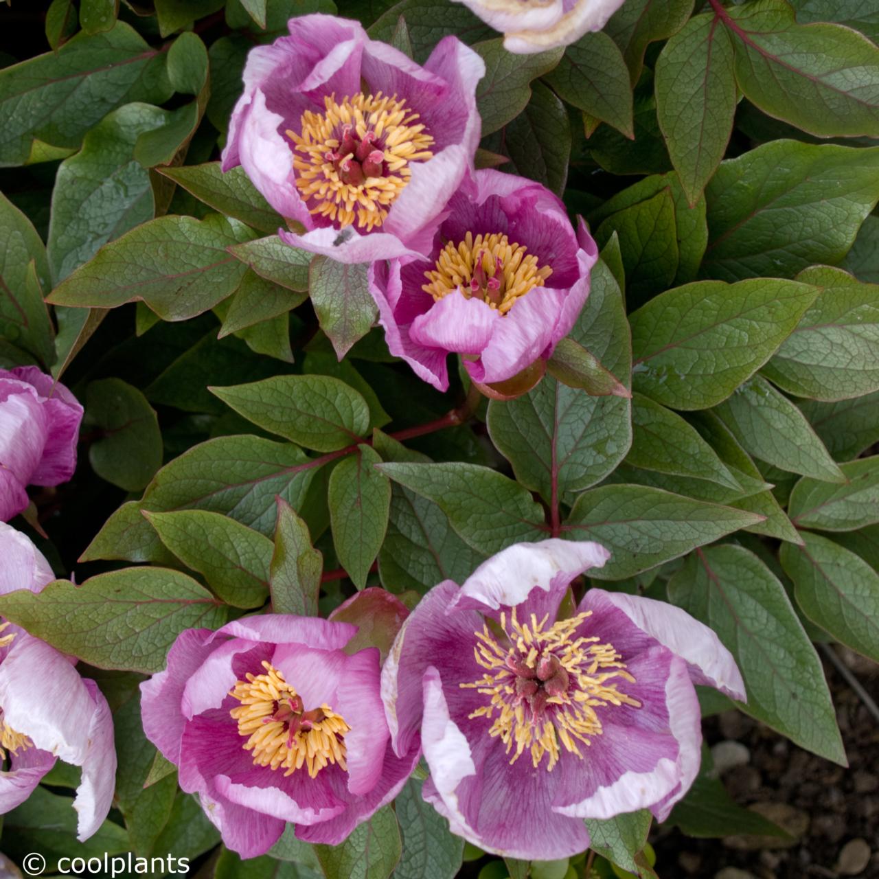 Paeonia cambessedesii plant