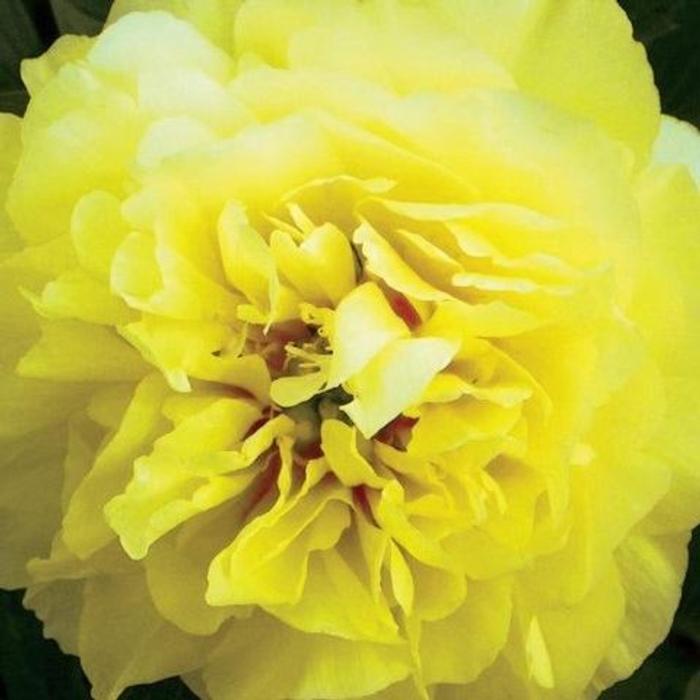 Paeonia itoh 'Bartzella' plant