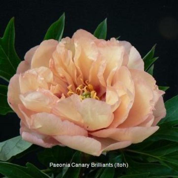 Paeonia itoh 'Canary Brilliants' plant