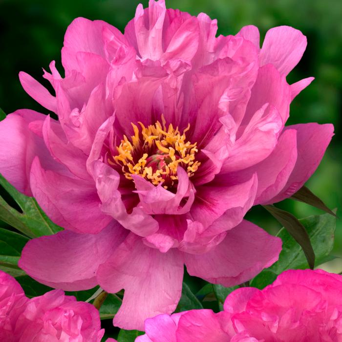 Paeonia itoh 'First Arrival' plant