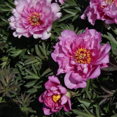 paeonia-itoh-first-arrival