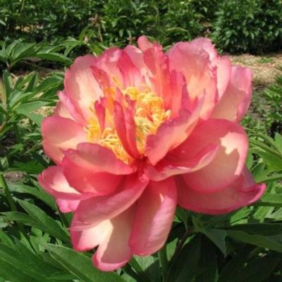 paeonia-itoh-julia-rose