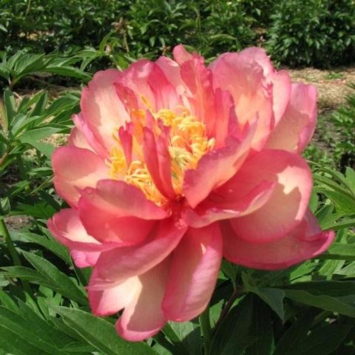 Paeonia itoh 'Julia Rose' plant