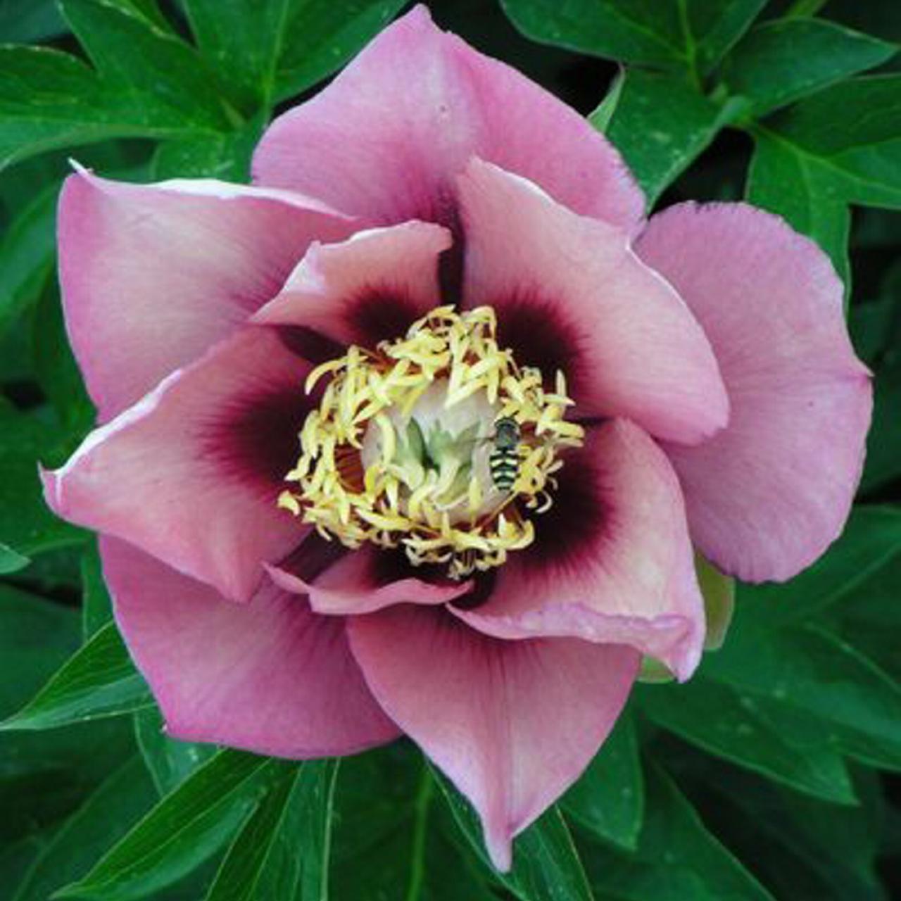Paeonia itoh 'Old Rose Dandy' plant