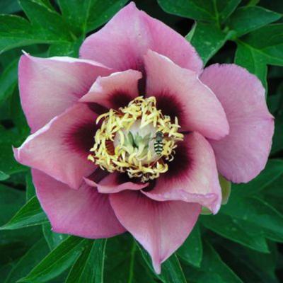 paeonia-itoh-old-rose-dandy