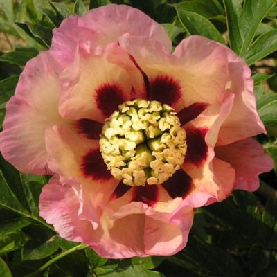 paeonia-itoh-pastel-splendor